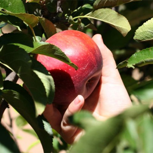 Pick-your-own farm fresh apples, pears, and peaches from our fruit orchards in Willcox, Arizona!