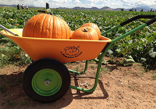Pick-your-own pumpkins from our pumpkin patch this fall from Apple Annie's Orchard, Farm and Country Store in Willcox, Arizona!