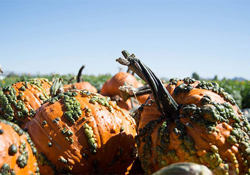 Pick-your-own pumpkins from our pumpkin patch this fall from Apple Annie's Orchard, Farm and Country Store in Willcox, Arizona!