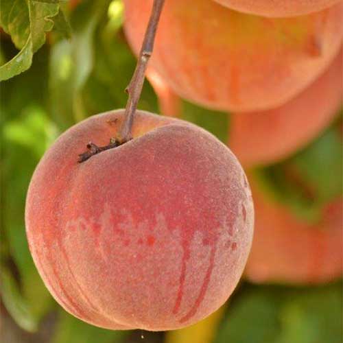 Pick-your-own peaches, apples, and pears at our fruit orchards location!