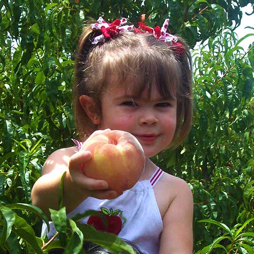 Pick-your-own peaches, apples, and pears at our fruit orchards location!