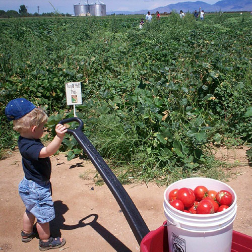 Pick-your-own zucchini, chilies, green beans and more from Apple Annie's Orchard, Farm and Country Store in Willcox, Arizona!